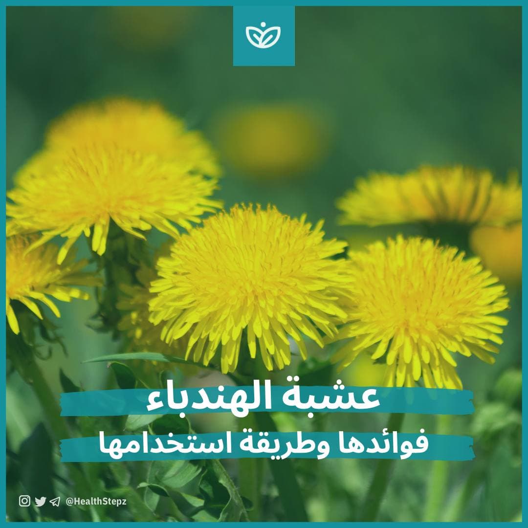 🌼 عشبة الهندباء (Dandelion)