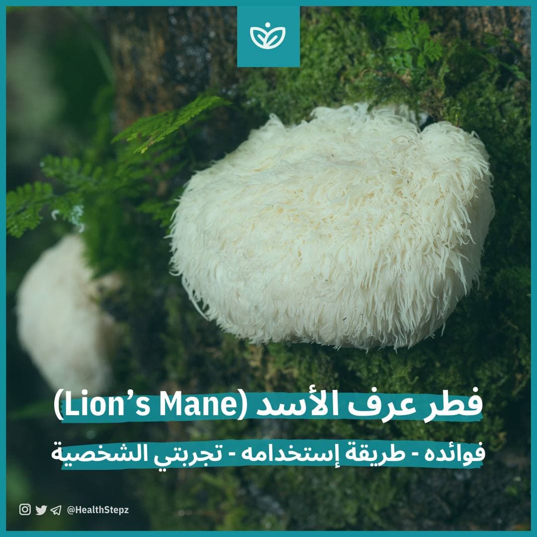 🍄 فطر عرف الأسد (Lion’s Mane)