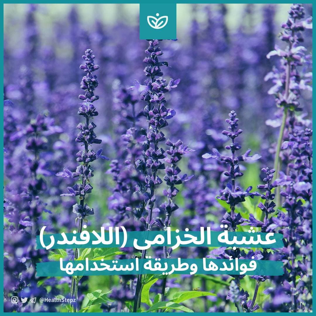 🌿 عشبة الخزامى (اللافندر Lavender)