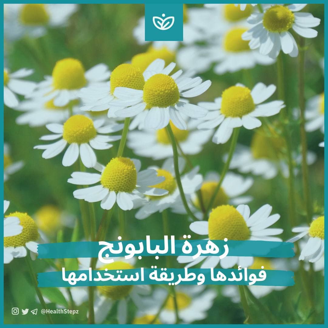🌼زهرة البابونج (Chamomile)
