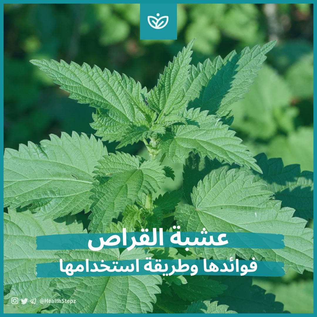 🌿 عشبة القراص (Stinging Nettle)