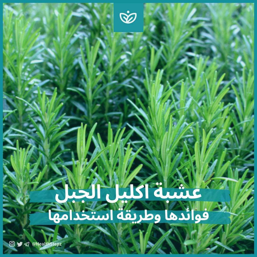 🌿 عشبة اكليل الجبل (Rosemary)