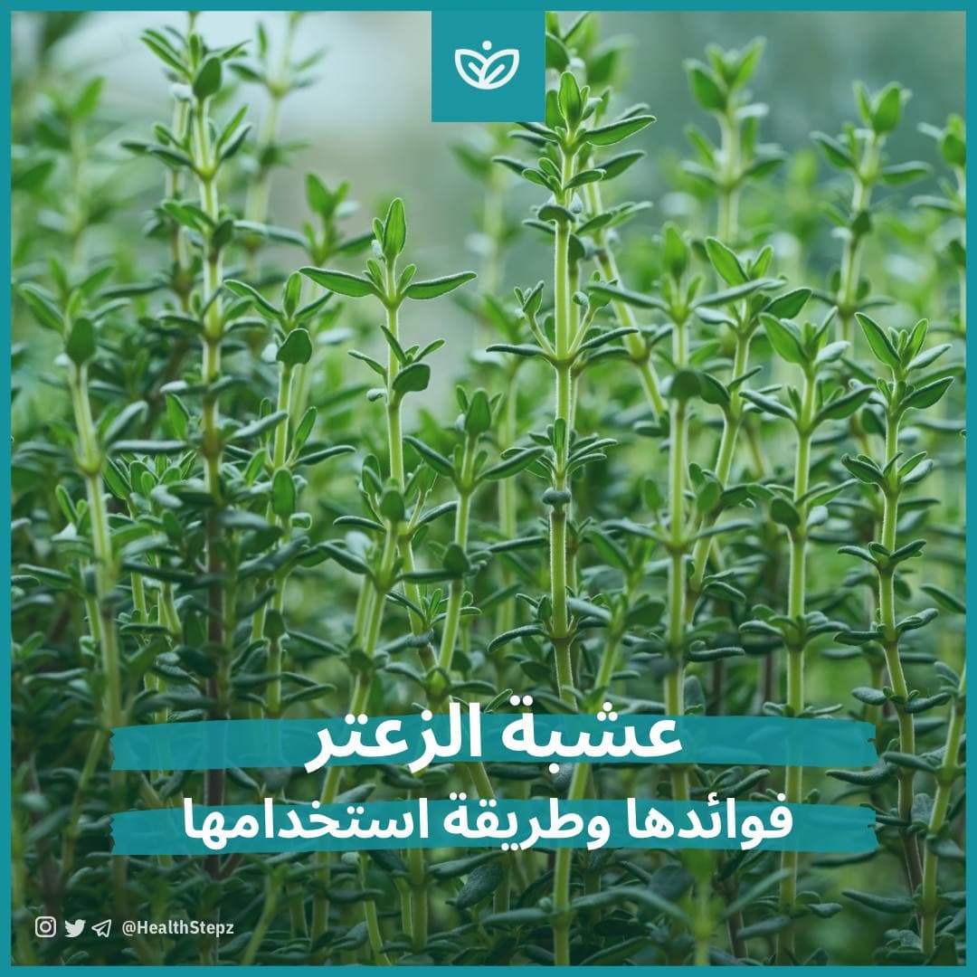 🌿 عشبة الزعتر (Thyme)