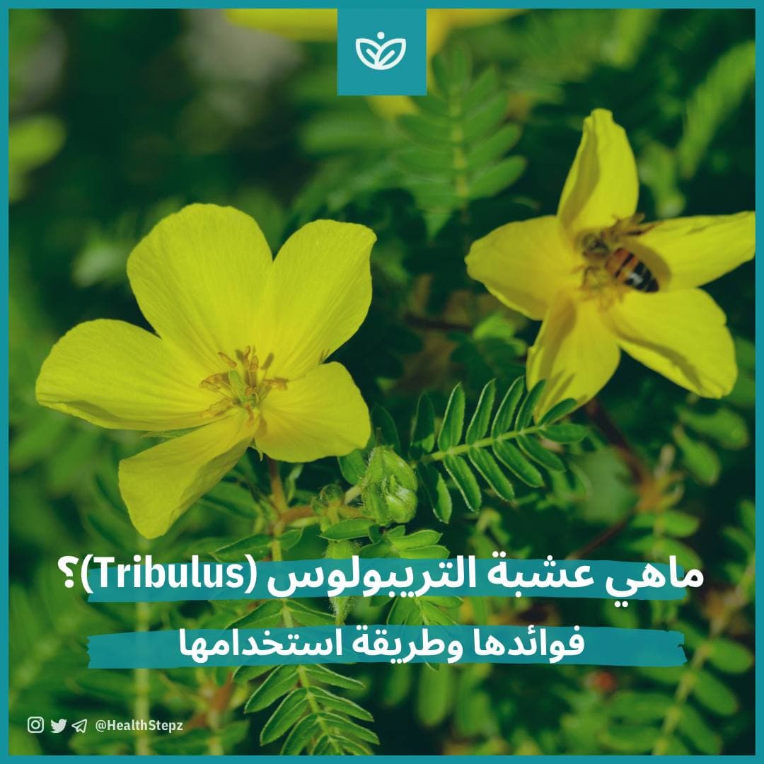 🌿 ماهي عشبة التريبولوس (Tribulus)؟